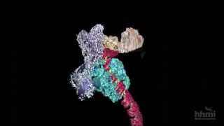 DNA Transcription Advanced Detail  HHMI BioInteractive Video [upl. by Lenny]