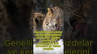 Doğanın Kamufle Ustası 👀 animals wildlife zoo leopard belgesel naturedocumentary bigcats [upl. by Karlene948]