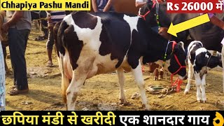 Purchased a Cow from Chhapiya Pashu Mandi 26000  छपिया पशु मंडी से 26000 में हमने खरीदी एक गाय [upl. by Aid662]