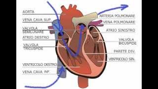 Il sangue nel cuore [upl. by Honor721]