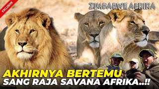 11 AFRIKA  EXCLUSIVE BERTEMU KELOMPOK SINGA LIAR AFRIKA DI DEPAN MATAAAA HAPPY BANGET GW [upl. by Tyne]