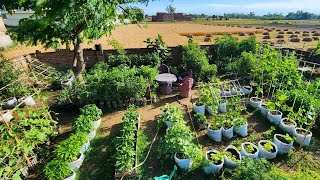 Growing Hydroponic Vegetable Garden at Home  Easy for Beginners [upl. by Daniele]