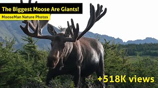 The Biggest Moose Are Giants Giant bulls moose [upl. by Alper]