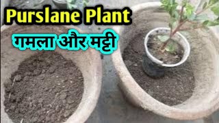 Purslane plant Best Soil and Pot  How to Grow purslane plant in small pot [upl. by Salim922]