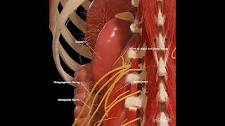 Animation of kidney  neet aspirants 💕 [upl. by Anak]