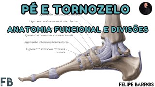 Anatomia do pé e tornozelo  divisão sistemática  Prof Felipe Barros [upl. by Eirdua]