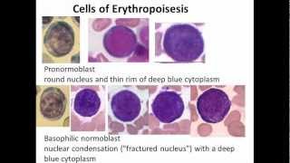 11 Hematopoiesis [upl. by Margi]