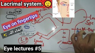 EYE LECTURES 5 ✨ Lacrimal system lacrimal apparatus APPARATUS lacrimal apparatus [upl. by Kitrak11]