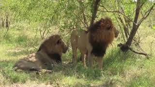 Mjejane Male Lions Coalition under the shade  17 October 2023 [upl. by Cox]