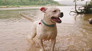 Cachorros brincando  Cute dogs playing [upl. by Dahsar]