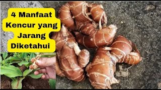 4 Manfaat Kencur yang Jarang Diketahui warisan herbal nenek moyang kita [upl. by Anerys]