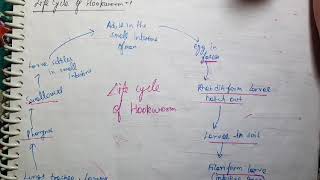 Ancylostoma Duodenale Life Cycle Microbiology [upl. by Attesor]