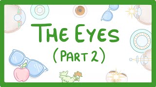 GCSE Biology  How the Eye Works Part 2  Accommodation 32 [upl. by Essilec317]