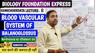 Blood vascular system of Balanoglossus in Hindiबैलनोग्लॉसस का परिसंचरण तंत्रjhsirclasses [upl. by Amelia389]