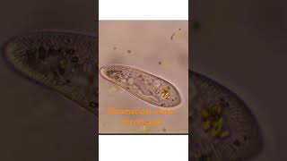 Paramecium Unicellular Microorganism Live Science [upl. by Knowlton]