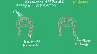 Biological Macromolecules Proteins [upl. by Iruam]