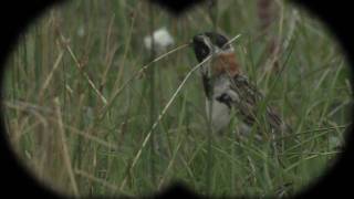 The Bird Watcher Lapland Longspur [upl. by Sophia]