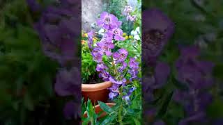 Angelonia plant care and proportions [upl. by Ledba]