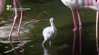 Naissance dun flamant rose au Safari de Peaugres [upl. by Osman]