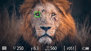 WILDLIFE PHOTOGRAPHY Techniques I Use For PRO RESULTS [upl. by Aymahs]