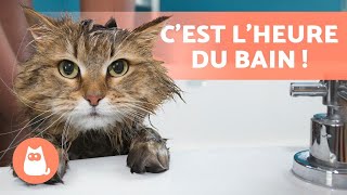 Comment HABITUER un CHAT à prendre un BAIN  🐈🛁 4 conseils [upl. by Neoma645]