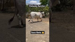 brahman texas ganado agricultura ganado [upl. by Oiluig]