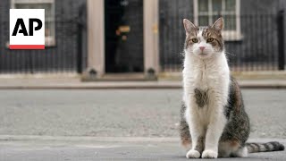 Larry the cat poised to welcome Britains next prime minister [upl. by Robbert]