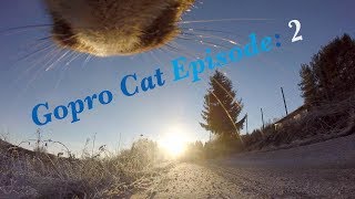 Cat with GoPro Episode 2  Cold Winter [upl. by Marvel]