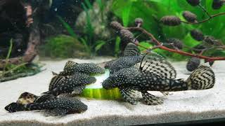 Bristlenose pleco s loves to eat cucumber [upl. by Ahsyen92]