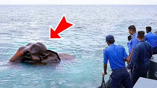 Sailors Found A Drowning Elephant In The Ocean Tried To Save It Then Something Incredible Happened [upl. by Analra]