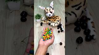 🐈 Cat Barsik 📿 Beads 😵‍💫 Reverse Video shorts cat funny [upl. by Ainotahs]