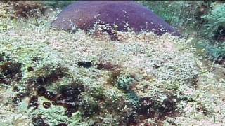 Caribbean Fish  Roughhead Blenny Identification [upl. by Rorke]