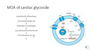 Pharmacology of cardiac glycoside and used in the treatment of congestive heart failure [upl. by Liss]