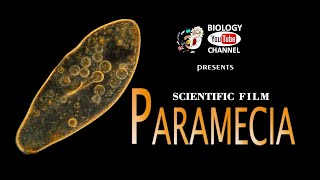 Paramecia  Scientific film [upl. by Robinia472]