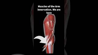 Muscles of the Arm Innervation medicalexam [upl. by Pope]