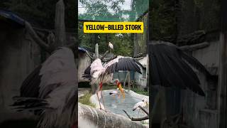 Yellowbilled stork shorts birds wildlife wildanimals animals beautifulbird waterbirds [upl. by Polak599]