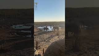 🇳🇦 Elephant at Moringa water hole Halali Camp in Etosha Pan Namibia [upl. by Bolitho116]