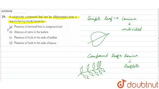 A unipinnate compound leaf can be differentiated from a branch having simple leaves by [upl. by Enna]