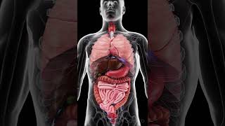 Human Organs The Machinery of Life 🧠 anatomy [upl. by Ranite]