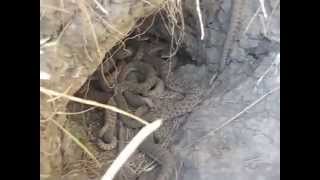 Rattlesnake Den Closeup [upl. by Rhody]