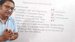 Heterochromatin and Euchromatin [upl. by Ayhay100]