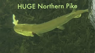 Sight fishing BIG pike through a spear hole [upl. by Nivanod381]