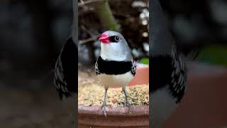 Diamond firetail finch 🤩 [upl. by Oakes]