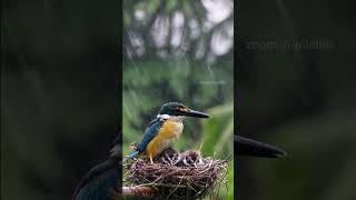 Strange Since when can Kingfisher knit nests birds superzoom nature [upl. by Ennaimaj]