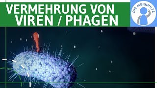 Vermehrung von Viren  Phagen einfach erklärt  Lytischer amp Lysogener Zyklus Bakterienzelle Genetik [upl. by Oicnerual]