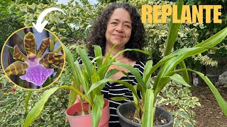 Como replantar orquídea zygopetalum e dicas de cultivo [upl. by Yaj]