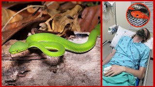 BITTEN BY A VENOMOUS PITVIPER IN THAILAND  MY EXPERIENCE Herping Vlog 2 [upl. by Adelia]