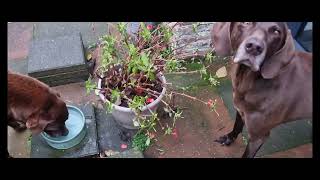 5 honden en de rust valt op  Labrador Retrievers en Duitse Staande Korthaar [upl. by Furr842]