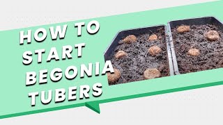 How to Start Begonia Tubers [upl. by Gluck702]