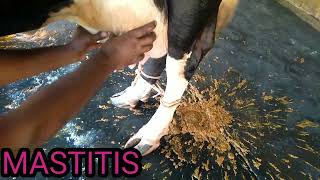 Mastitis treatmentMastitis in dairyThanela rog ka upchar [upl. by Munford]